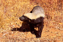 Ratel / Honey badger {Mellivorus capensis} Lapalala WR, South Africa