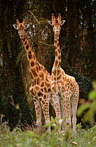 Two Rothschild's giraffe {Giraffa camelopardalis rothschildi} Nakuru NP, Kenya