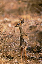 Guenther's dik dik {Madoqua guentheri} Samburu NR, Kenya