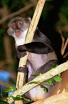 Sykes monkey {Cercopithecus albogularis} Gedes Ruins NM, Watamu, Kenya
