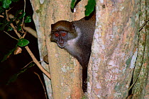 Sykes monkey {Cercopithecus albogularis} Gedes Ruins NM, Watamu, Kenya