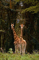 Two Rothschild's giraffe {Giraffa camelopardalis rothschildi} Nakuru NP, Kenya