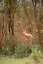 Rothschild's giraffe {Giraffa camelopardalis rothschildi} Nakuru NP, Kenya
