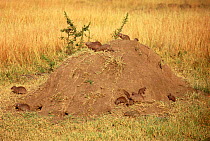 Banded mongoose on termite mound {Mungos mungo} Masai Mara GR, Kenya