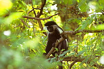 Angolan black and white colobus monkey {Colobus angolensis} sitting in tree, Kenya