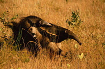 Giant anteater carrying baby on back {Myremecophaga tridactyla} Emas NP, Brazil