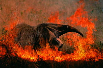 Giant anteater in grassland fire {Myremecophaga tridactyla} Emas NP, Brazil - composite image