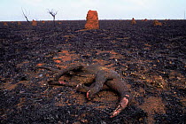 Dead Giant anteater {Myremecophaga tridactyla}  burnt in grassland fire, Emas NP, Brazil