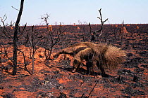 Giant anteaterwalks through burnt grassland area, Emas NP, Brazil {Myremecophaga tridactyla}