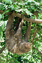 Two toed sloth {Choloepus didactylus} hanging from tree, Amazonas, Brazil