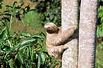 Brown throated sloth climbing {Bradypus variegatus} Para, Brazil
