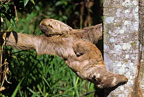 Brown throated sloth {Bradypus variegatus} mother with baby reaching from tree to tree, Para, Brazil