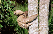 Brown throated sloth mother with baby {Bradypus variegatus} Para, Brazil