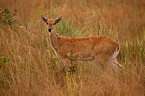 Pampas deer {Ozotoceros bezoarticus} endangered, Emas NP, Brazil