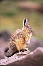 Common mountain viscacha {Lagidium viscacia} Lauca NP, Andes, N Chile