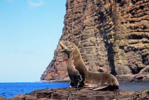 Juan Fernandez fur seal, Juan Fernandez NP, Robinson Crusoe Is, Chile {Arctocephalus