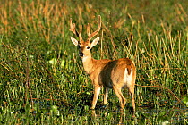 Pampas deer {Ozotoceros bezoarticus} endangered, Pantanal, Mato Grosso, Brazil