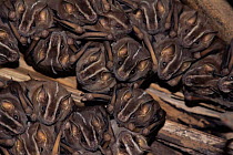 Colony of Tent building bats roosting {Uroderma bilobatum} Bolivia