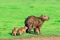 Capybara suckling young {Hydrochoerus hydrochaeris} Llanos, Venezuela