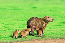 Capybara suckling young {Hydrochoerus hydrochaeris} Llanos, Venezuela