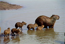 Capybara with young at water {Hydrochoerus hydrochaeris} Llanos, Venezuela