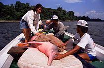 Researchers record Bouto / pink amazon dolphin {Inia geoffrensis} Amazonas, Brazil