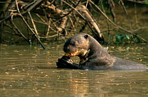 Giant otter eating fish, Pixaim river, Pantanal, Mato Grosso, Brazil {Pteronura brasiliensis}