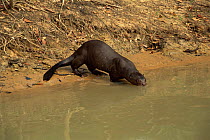 Giant otter drinking, Pixaim river, Pantanal, Mato Grosso, Brazil {Pteronura brasiliensis}