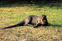 Giant otter, Pixaim river, Pantanal, Mato Grosso, Brazil {Pteronura brasiliensis}