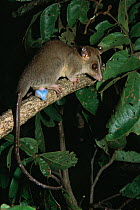 Bare tailed woolly opossum {Caluromys philander} tropical rainforest, Brazil