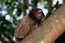 Black tufted-ear / pencilled marmoset, Minas Cerais, Brazil {Callithrix pencillata}