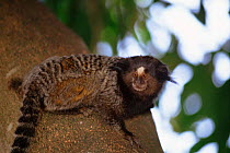 Black tufted-ear / pencilled marmoset, Minas Cerais, Brazil {Callithrix pencillata}