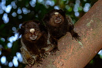 Black tufted-ear / pencilled marmosets, Minas Cerais, Brazil {Callithrix pencillata}