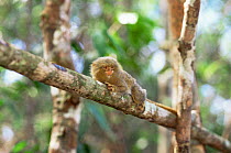 Pygmy marmoset {Cebuella pygmaea} Amazonas, Brazil, smallest monkey in the world