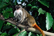 Emperor tamarin {Saguinus imperator subgrisescens} Amazonas, Brazil