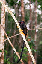 Golden handed tamarin {Saguinus midas midas} Amazonia, Para, Brazil