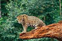Jaguar {Panthera onca} tropical rainforest, Brazil. Captive
