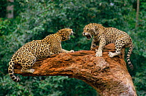 Jaguars fighting {Panthera onca} tropical rainforest, Brazil. Captive.