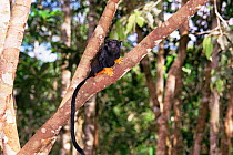 Golden handed tamarin {Saguinus midas midas} Amazonia, Para, Brazil