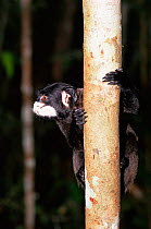 Black chested moustached tamarin {Saguinus mystax mystax} Amazonas, Brazil