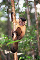Brown capped capuchin monkey {Cebus apella} Amazonas, Brazil