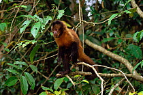 Tufted capuchin monkey {Cebus apella robustus} endangered, atlantic rainforest, Brazil