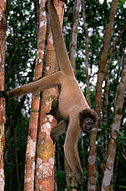 Common / Humboldts woolly monkey in tree, prehensile tail,  {Lagothrix lagothricha} Amazonas, Brazil
