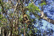 Common / Humboldts woolly monkey {Lagothrix lagothricha} hanging by tail in rainforest tree, Brazil, Vulnerable species