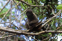 Common / Humboldts woolly monkey {Lagothrix lagothricha} sitting in rainforest tree, Brazil, Vulnerable species