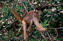 White fronted capuchin monkey {Cebus albifrons} rainforest, Brazil