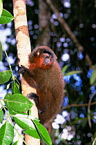 Dusky titi monkey {Callicebus moloch} Amazonas, Brazil