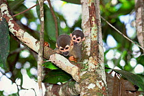 Common squirrel monkeys {Saimiri sciureus} Amazonas, Brazil