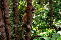 Common squirrel monkey {Saimiri sciureus} Amazonas, Brazil