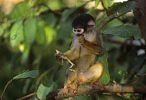 Blackish / Black headed squirrel monkey {Saimiri vanzolinii} feeding on insect prey, Brazil, Vulnerable species